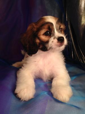 Male Lhasa Bichon Puppy $675 Shipping Available for $250